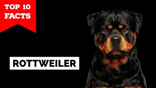 Rottweiler  Top 10 Facts [upl. by Durstin]