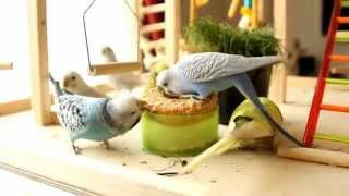 Parakeets playing in our house  Parkieten spelen bij ons thuis [upl. by Ettennat]