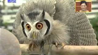 Meet the incredible Japanese transforming owl [upl. by Deirdra136]