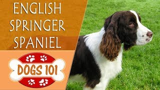 Dogs 101  ENGLISH SPRINGER SPANIEL  Top Dog Facts About the ENGLISH SPRINGER SPANIEL [upl. by Forcier]