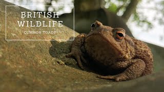 Common Toads  The Complete Guide [upl. by Eivla]