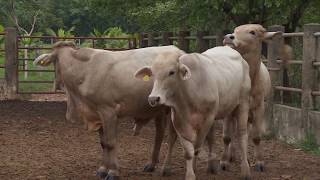 Inseminación artificial en bovinos  La Finca de Hoy [upl. by Inod]