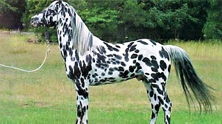 10 Beautifully Colored Rare Horse Breeds [upl. by Zizaludba]