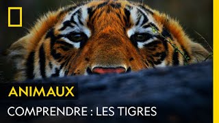 COMPRENDRE  Les tigres [upl. by Chura]