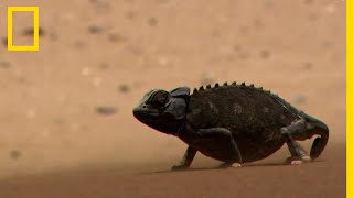 Ladaptation du caméléon namaqua [upl. by Nayr]