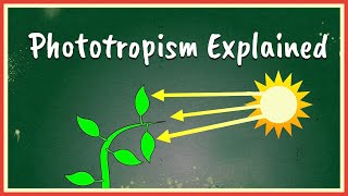 Phototropism Explained [upl. by Stacey93]