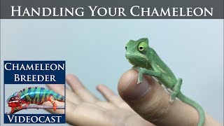 Handling Your Chameleon [upl. by Damek]