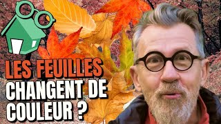 🍂 Pourquoi les feuilles changent de couleur et tombent en lautomne [upl. by Ralli]