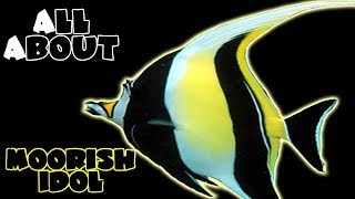 All About The Moorish Idol [upl. by Halludba]