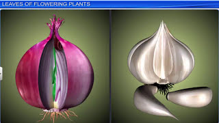 CBSE Class 11 Biology  Morphology of Flowering Plants  Full Chapter  By Shiksha House [upl. by Modestine]