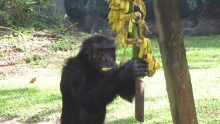 chimpanzee eating banana [upl. by Anailil764]