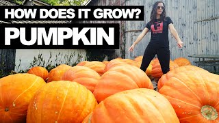 PUMPKIN  How Does it Grow [upl. by Hut952]