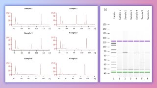 Forensic DNA Profiling Part 3 [upl. by Garrik714]