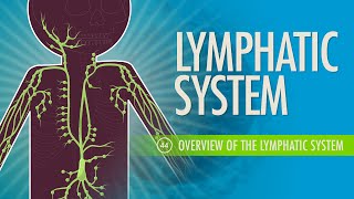 Anatomy and Physiology of Lymphatic System [upl. by Rice]