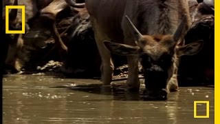 Croc vs Wildebeest amp Gazelle  National Geographic [upl. by Rush]