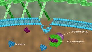 Mechanism of action of antifungal drugs [upl. by Penoyer]