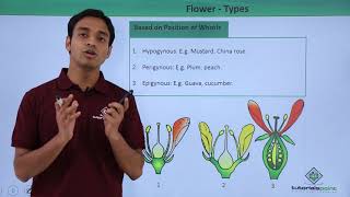 Class 11th – Flower – Types  Morphology of Flowering Plants  Tutorials Point [upl. by Memory]