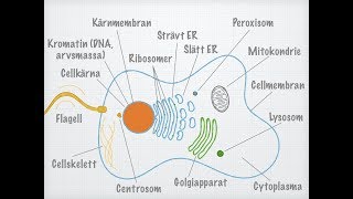 Den eukaryota cellens uppbyggnad [upl. by Cirdla]