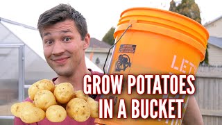 How to Grow POTATOES in a 5 GALLON BUCKET [upl. by Ninahs]