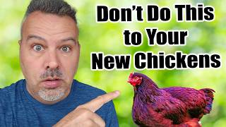 10 Beginner Chicken Mistakes [upl. by Adnarahs781]