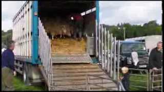 Builth Wells Sheep Sale [upl. by Wendalyn]