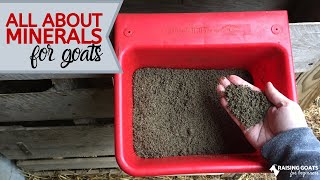 What You Need to Know About Goat Minerals [upl. by Neil]