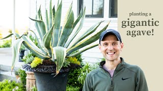 Planting a Gigantic Agave [upl. by Ladd]