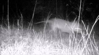 Possible Thylacine Tasmanian Tiger Trail Cam Footage [upl. by Ark]