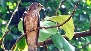 Common HawkCuckoo calling sound [upl. by Lissak]