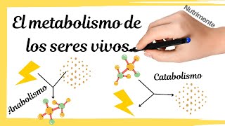 El METABOLISMO de los seres vivos ANABOLISMO y CATABOLISMO [upl. by Alrahs]