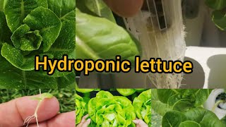 Hydroponic Lettuce For beginner AT Home [upl. by Lenka141]