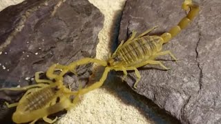 How scorpions help kill cancer [upl. by Atterahs]