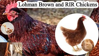 Lohman Brown and RIR Chickens  Dr ARSHAD [upl. by Clarence]