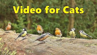 Videos for Cats  Tiny Bird Paradise [upl. by Nila]