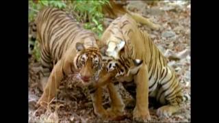 Baby Einstein  Wild Animal Safari Amazon Trailer [upl. by Howarth]