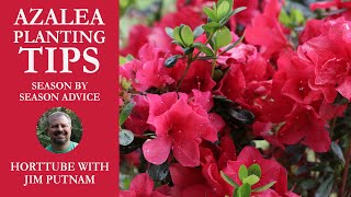 Azalea Planting Tips  Season by Season Advice [upl. by Jurdi697]