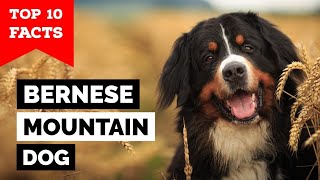 Bernese Mountain Dog  Top 10 Facts [upl. by Lorn910]