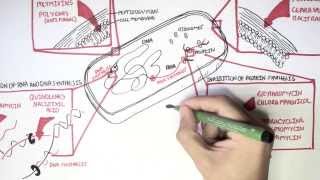 Microbiology  Antibiotics Mechanisms of Action [upl. by Suzann140]