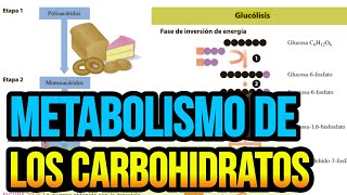 Metabolismo de los carbohidratos [upl. by Enelyk]