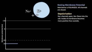 Depolarization vs Repolarization Action Potentials [upl. by Latrina678]