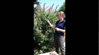 How to Propagate a Butterfly Bush [upl. by Nesline81]