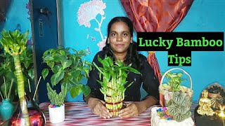 Lucky Bamboo  History  Maintenance amp Care  தமிழ் [upl. by Kendell]