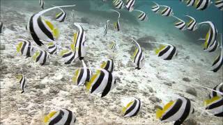 Schooling Bannerfish [upl. by Nialb]