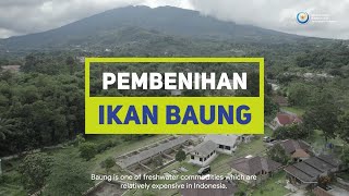 Pembenihan Ikan Baung  Panduan Lengkap English Version [upl. by Mccandless]