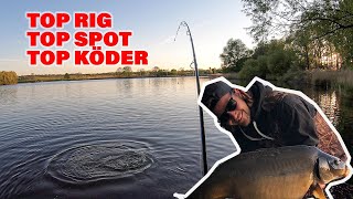 Beste Montage zum Karpfenangeln So fängt jeder dicke Karpfen Angeln mit den besten Boilies [upl. by Pembrook]