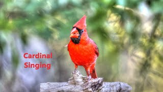 Cardinal Male Singing in Spring 🐦 [upl. by Ardnac114]