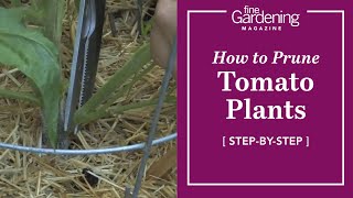 Garden Tips  How to Prune Tomato Plants [upl. by Sacttler]