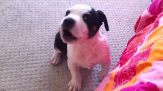 Cute Pitbull Puppy Crying [upl. by Norek]