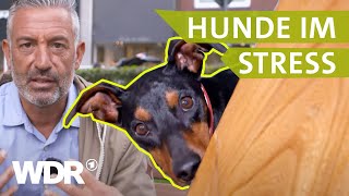 Ängstliche und aggressive Hunde beruhigen  Hunde verstehen  S03E02  WDR [upl. by Acceber]