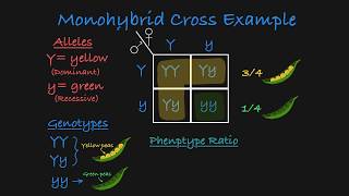 Monohybrid Cross Explained [upl. by Aztinay]